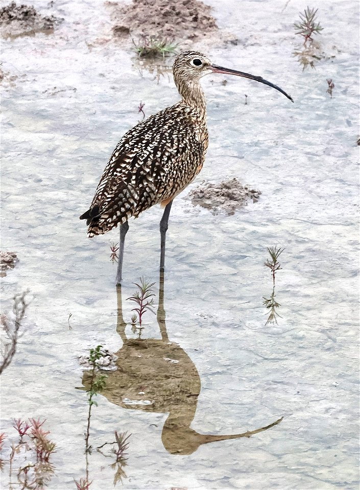 300 - LONG-BILLED CURLEW (02-16-2023) south texas ecotourism center, cameron co, tx -01
