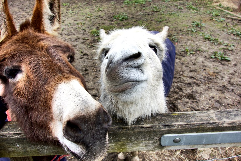 Donkey Pulling Faces!
