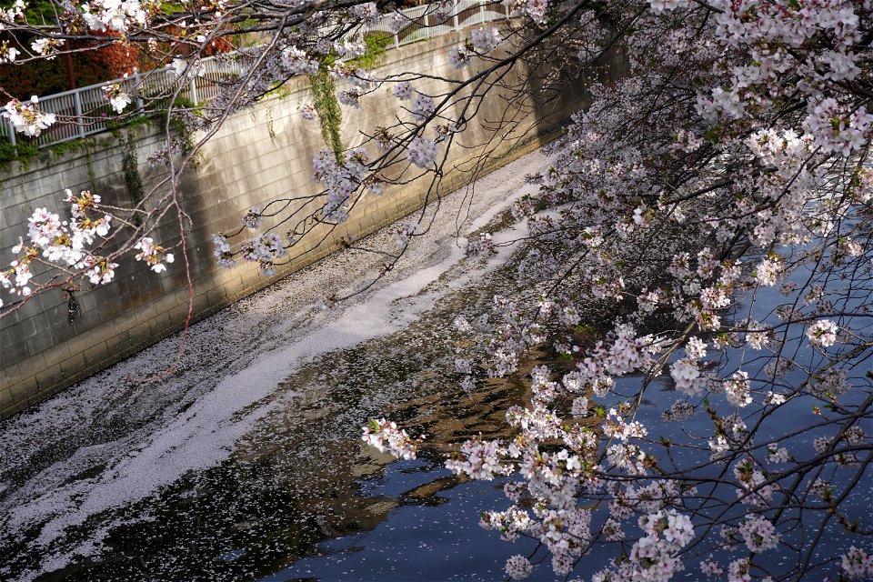 Cherry blossoms photo