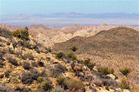 Desert Bighorn Sheep (Ovis candensis nelsoni) photo