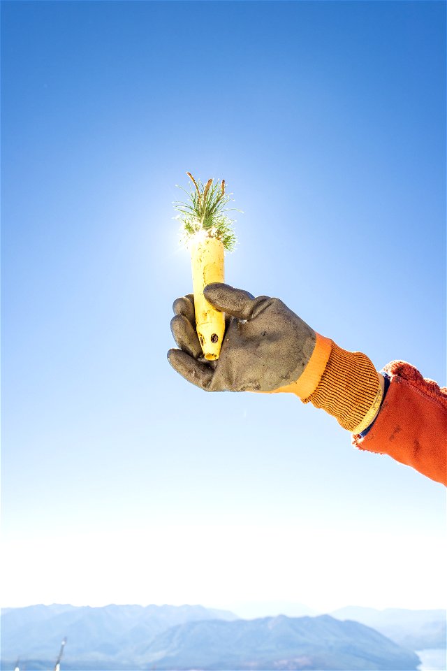 Holding a Whitebark Seedling