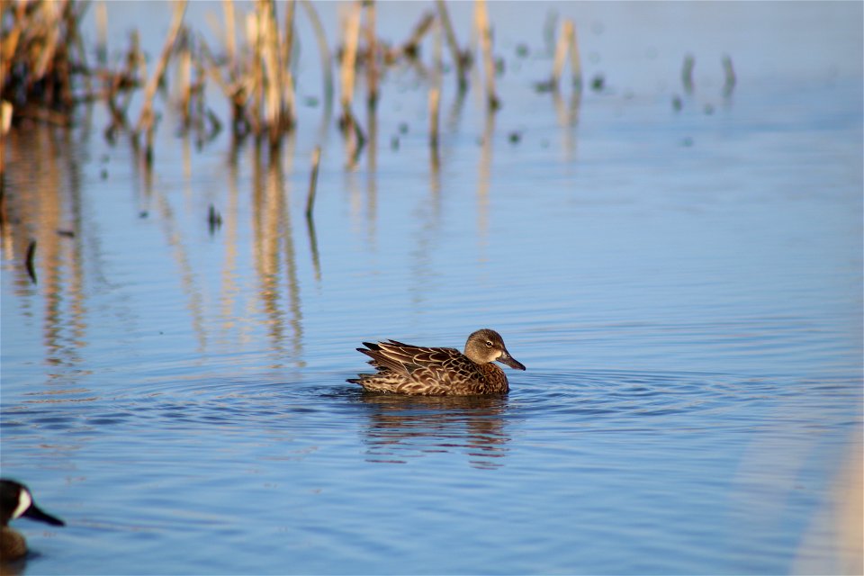 Blue-winged teal Owens Bay Lake Andes National Wildlife Refuge South Dakota