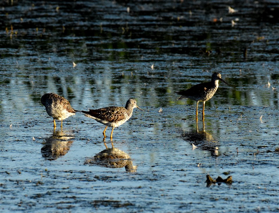 Greater yellowlegs at Seedskadee National Wildlife Refuge Wyoming