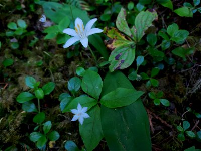 Queen's cup and star flower, Mt. Baker-Snoqualmie National Forest. Photo by Anne Vassar June 2, 2021.