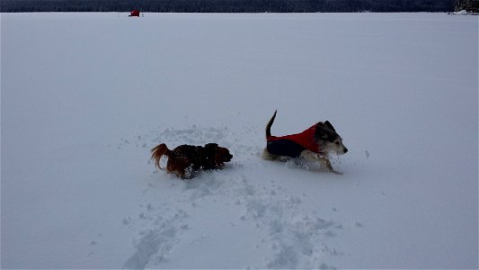 Dogs in Snow at Diamond Lake photo