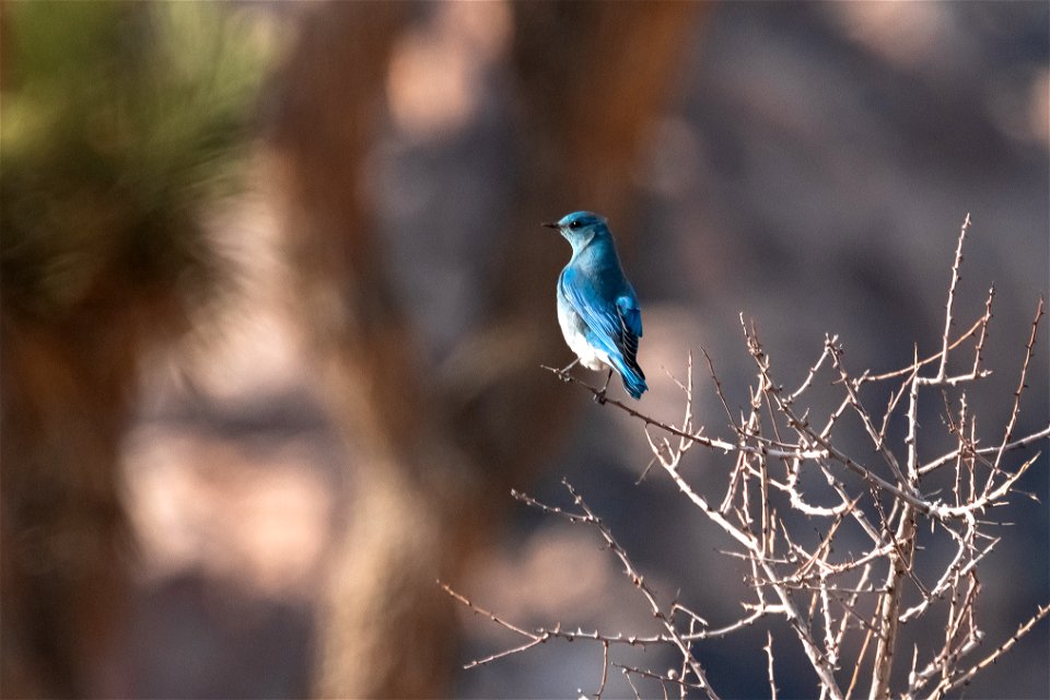 Male Mountain Bluebird