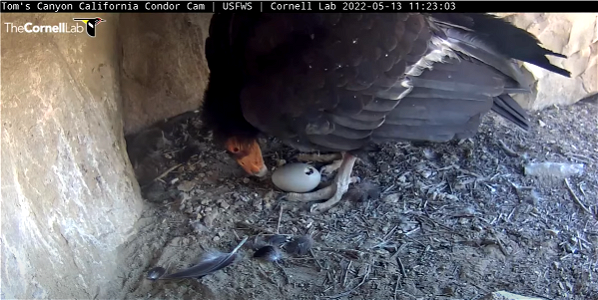 Toms Canyon Condor Inspects Egg