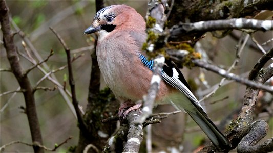 Eichelhäher Nr. 1 im Zwetschgenbaum