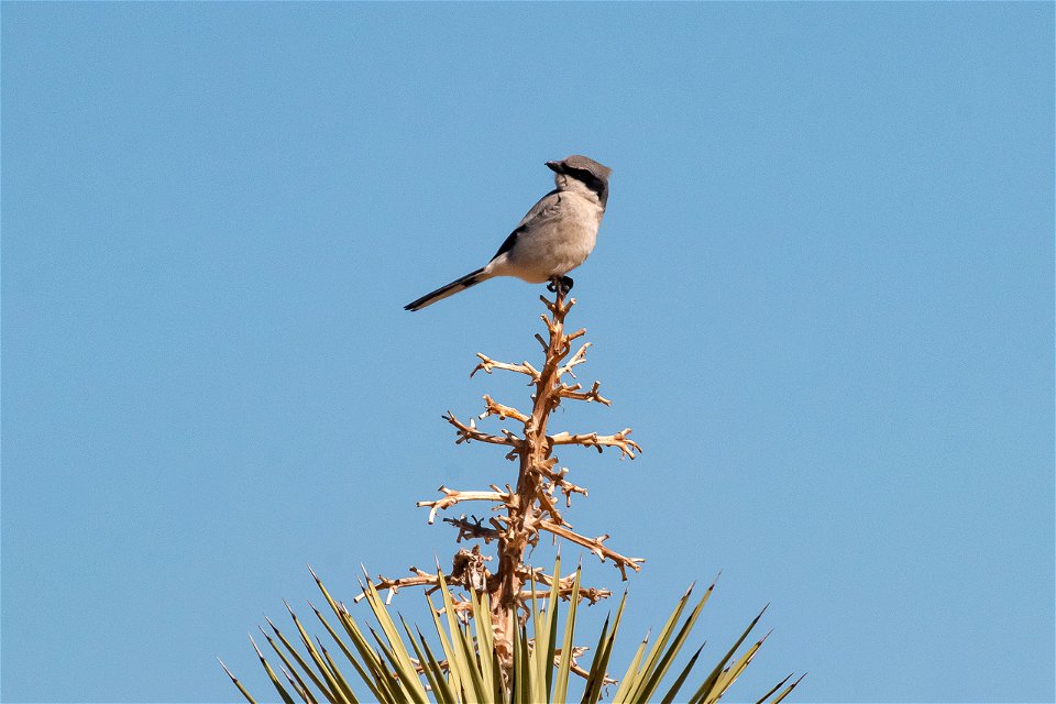 Loggerhead shrike