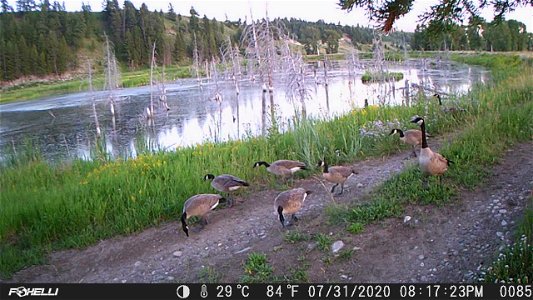 Canada Geese on Trail Camera photo