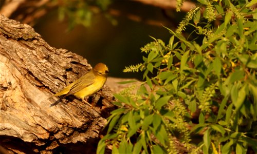 Female Yellow Warbler Huron Wetland Management District