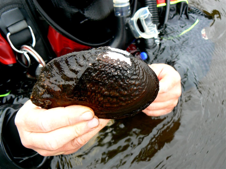 Pistolgrip Mussel (Tritogonia verrucosa)