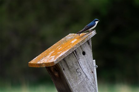 Tree Swallow Karl E Mundt National Wildlife Refuge photo
