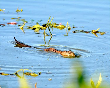 Muskrat