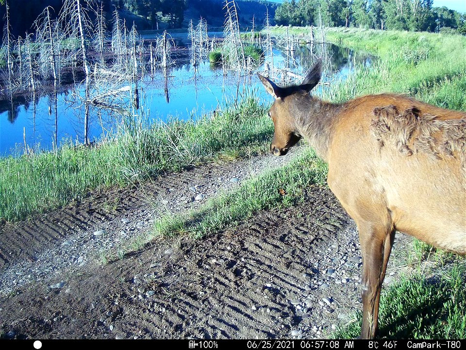 Elk