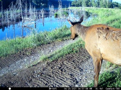Elk photo