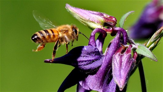 Apis mellifera (Honigbiene) fliegt eine Akeleibüte an