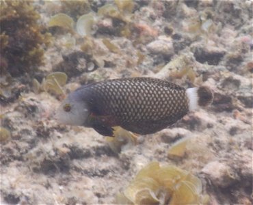 Novaculichthys taeniourus 1