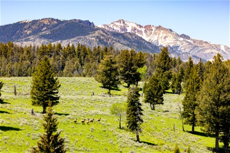 Elk on Mt. Everts with views of Sepulcher Mountain and Electric Peak photo