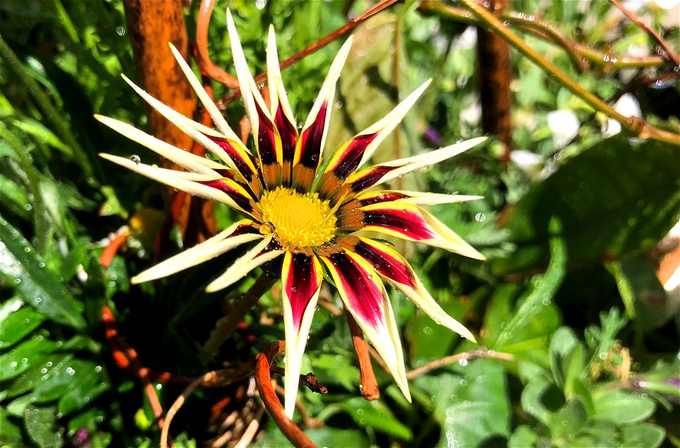 How's the Spiky Look?