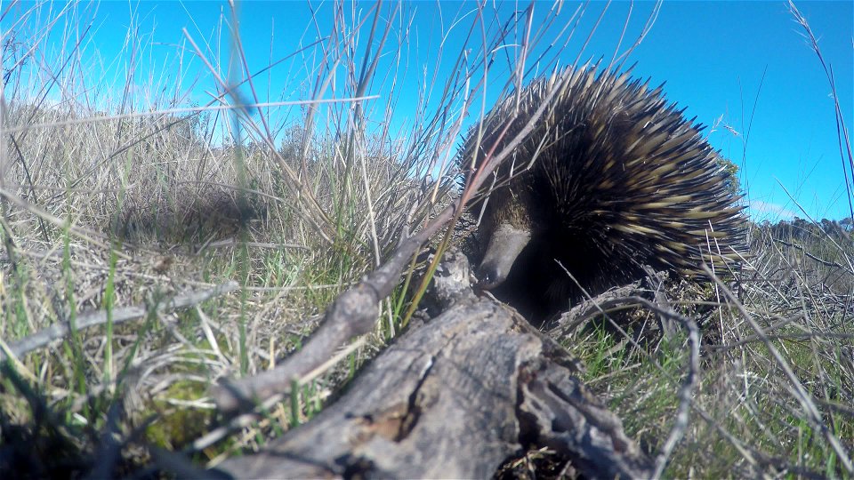Echidna eating ants