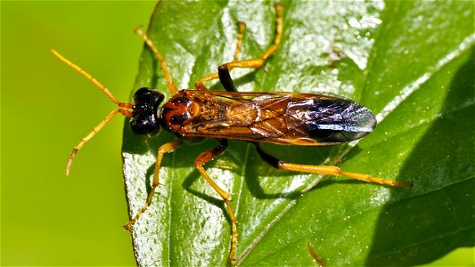 Tenthredo campestris (Feld-Blattwespe)