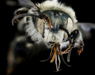 Osmia felti, m, face, Delta Co. MI_2020-02-17-19.06.40 ZS PMax UDR photo