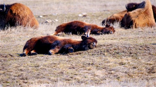 Bison on the National Elk Refuge photo