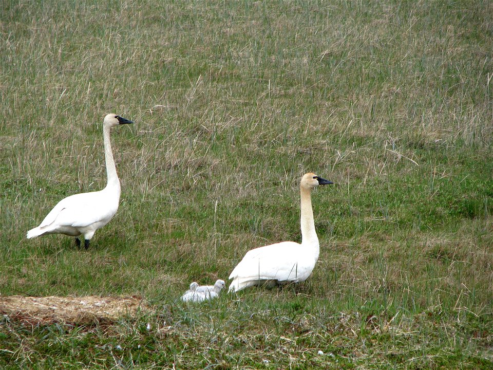 Tundra swan family