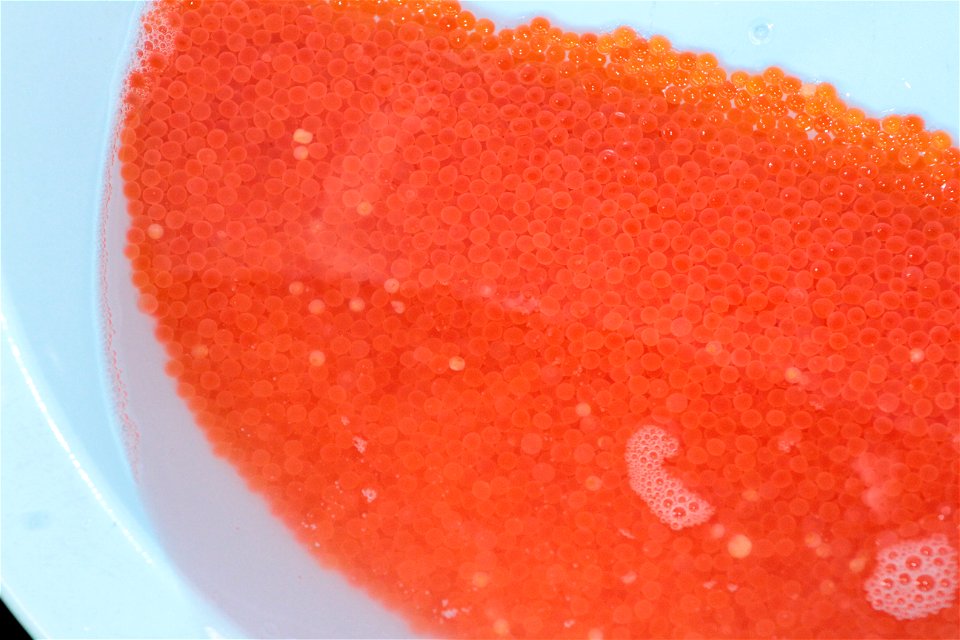 Post-Rainbow Trout Spawning