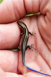 Five Lined Skink photo
