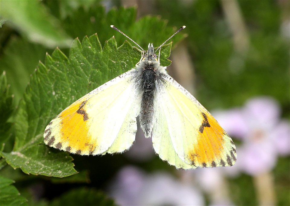 ORANGETIP, SARA'S (Antocharis sara) (07-17-2022) hart pass-slate peak, okanogan co, wa -01 female