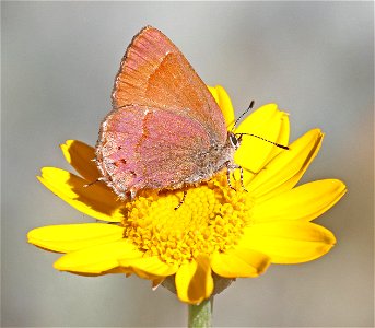 HAIRSTREAK, NELSON'S JUNIPER (Callophrys gryneus nelsoni) (6-16-2021) approx 4200 ft, along ship mt rd, smith river n rec area, del norte co, ca -05