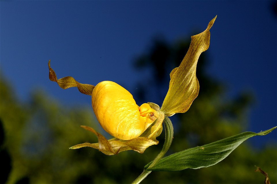Large yellow lady's slipper, Cypripedium parviflorum var pubescens