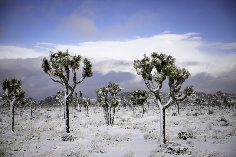 Snow over a field of Joshua trees in Lost Horse Valley