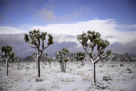 Snow over a field of Joshua trees in Lost Horse Valley photo