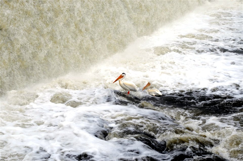 Two pelicans