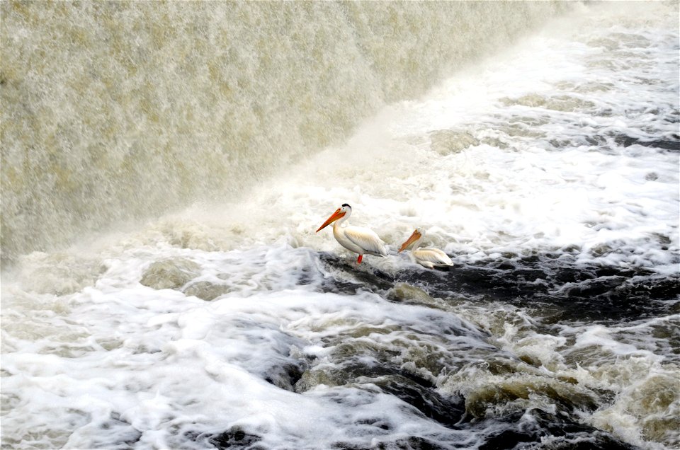 Two pelicans photo