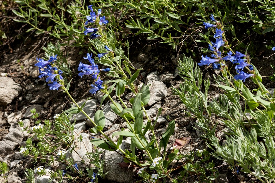Penstemon cyananthus