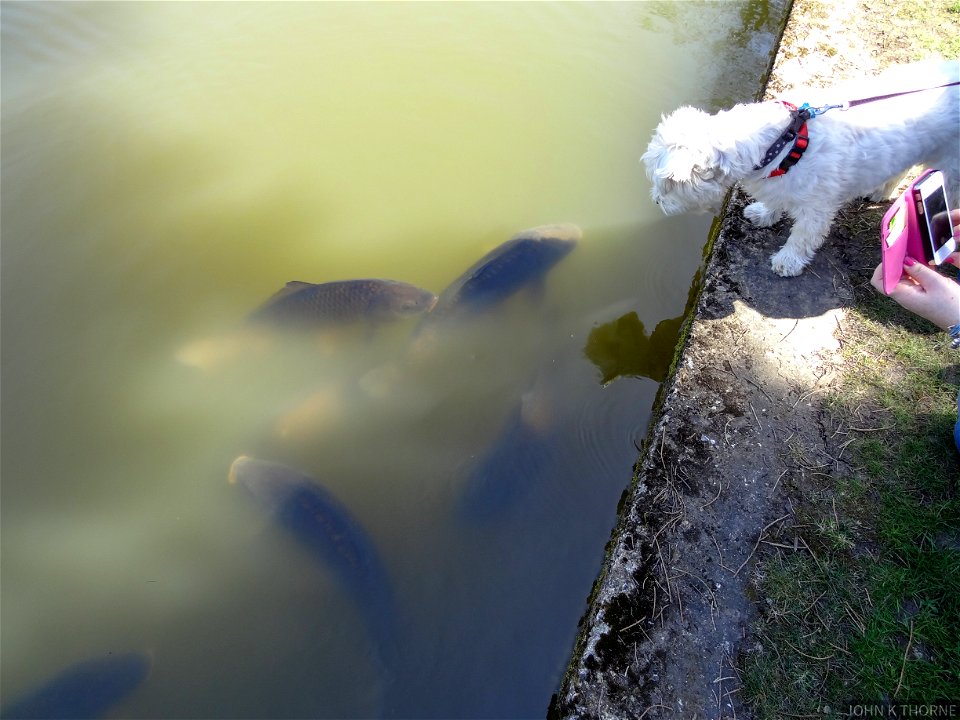 The dog saying hello to the fish.