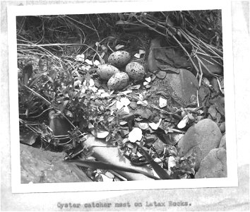 (1957) Oyster Catcher Nest photo