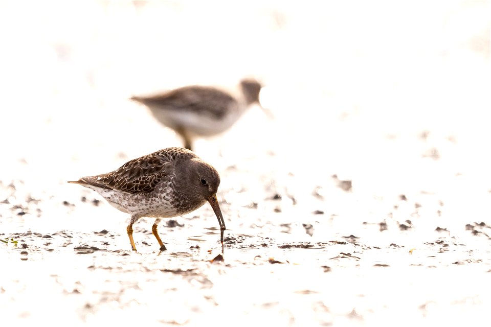 Rock sandpiper pulls up an invertebrate in the mudflats. photo