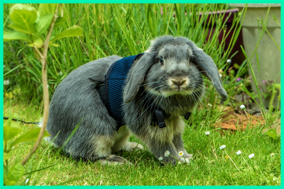 Peter Rabbit