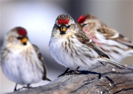 Common redpoll at Seedskadee National Wildlife Refuge