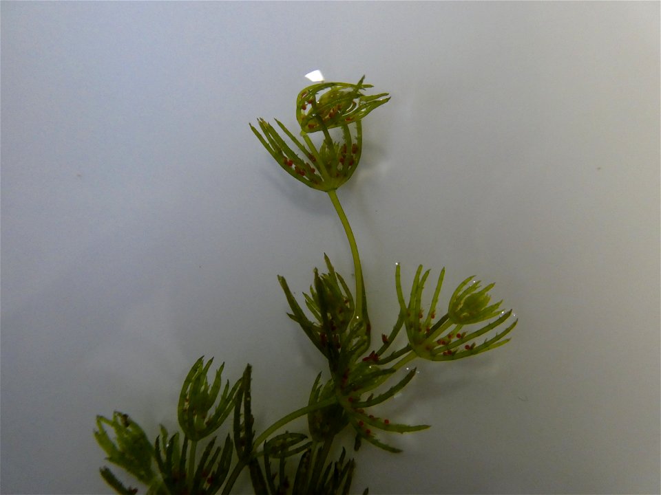 Chara globularis J.L.Thuiller, 1799