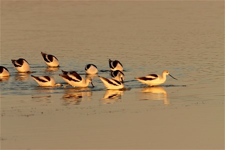 Fall Plumage American Avocets Huron Wetland Management District photo