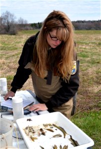 Fish Biologist Cheryl Kaye analyzes non-target species to determine how to best treat streams for sea lamprey and minimize mortality to sensitive fish species. photo