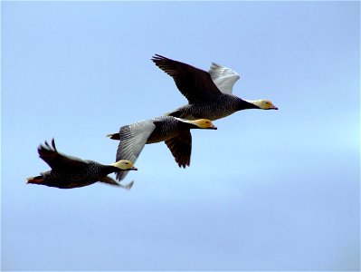 Emperor geese in flight