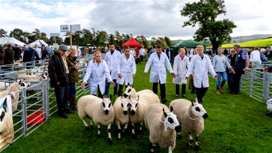 WCAS - Like herding sheep photo