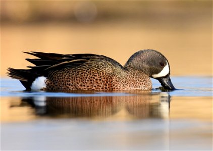 Blue-winged teal at Seedskadee National Wildlife Refuge photo